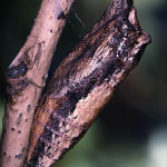 Tiger_Swallowtail_pupa