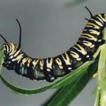 caterpillar eating 2