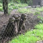 wildlife park fence