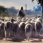 sheep follow Jesus