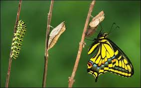 butterfly life cycle